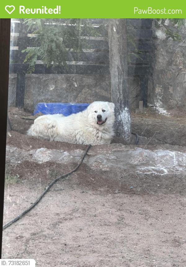 Reunited Male Dog last seen Murchison and brown, El Paso, TX 79930