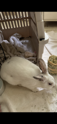 Found/Stray Unknown Rabbit last seen Near Horseshoe Bend Dr, Houston, TX 77064
