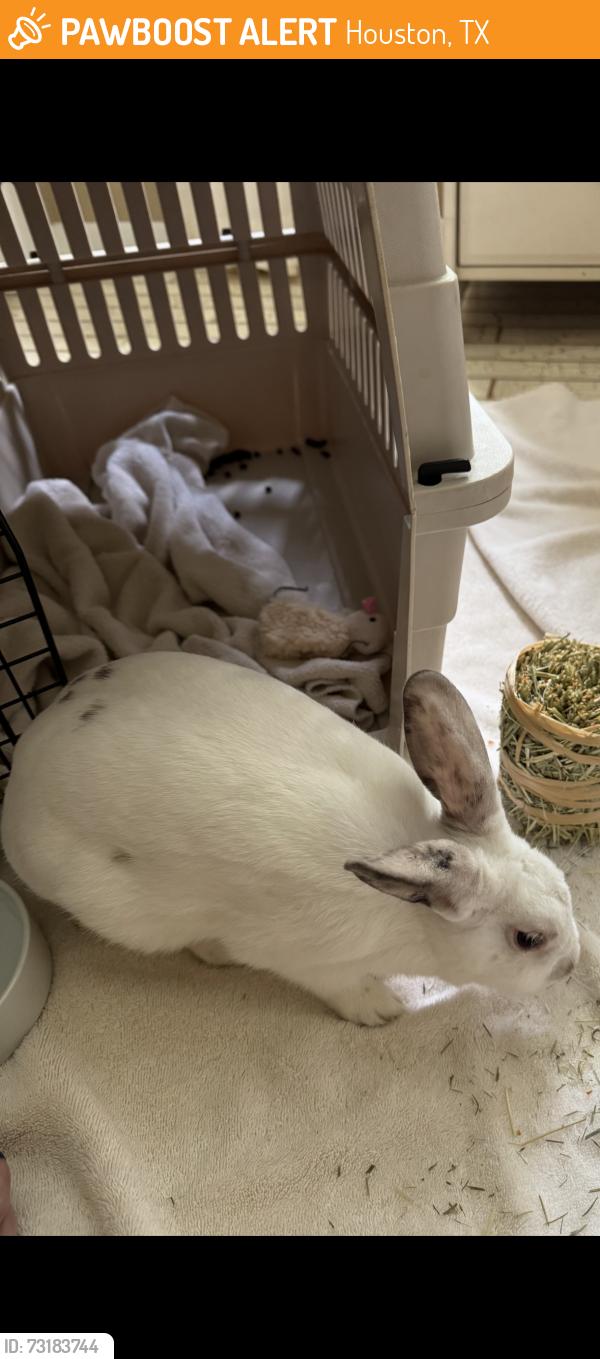 Found/Stray Unknown Rabbit last seen Near Horseshoe Bend Dr, Houston, TX 77064