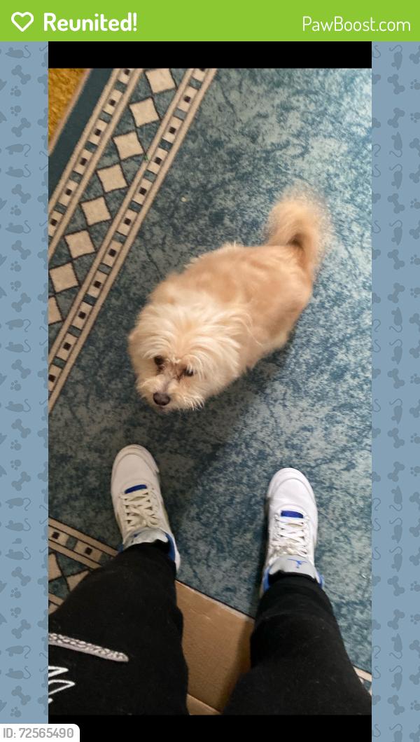Reunited Male Dog last seen pierson rd, Flint, MI 48504