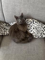 Reunited Female Cat last seen Santa Rosa Avenure, Santa Rosa, CA 95407