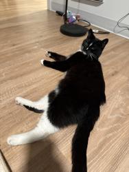 Reunited Female Cat last seen Edmonds street and 3rd avenue north, Edmonds, WA 98020