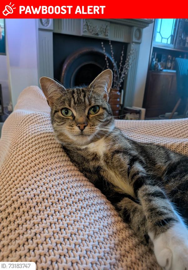 Lost Female Cat last seen Near armley ridge road allotments, West Yorkshire, England LS12 3NP