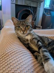 Lost Female Cat last seen Near armley ridge road allotments, West Yorkshire, England LS12 3NP