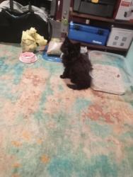 Lost Female Cat last seen Keystone and Pleasant Run, Indianapolis, IN 46203