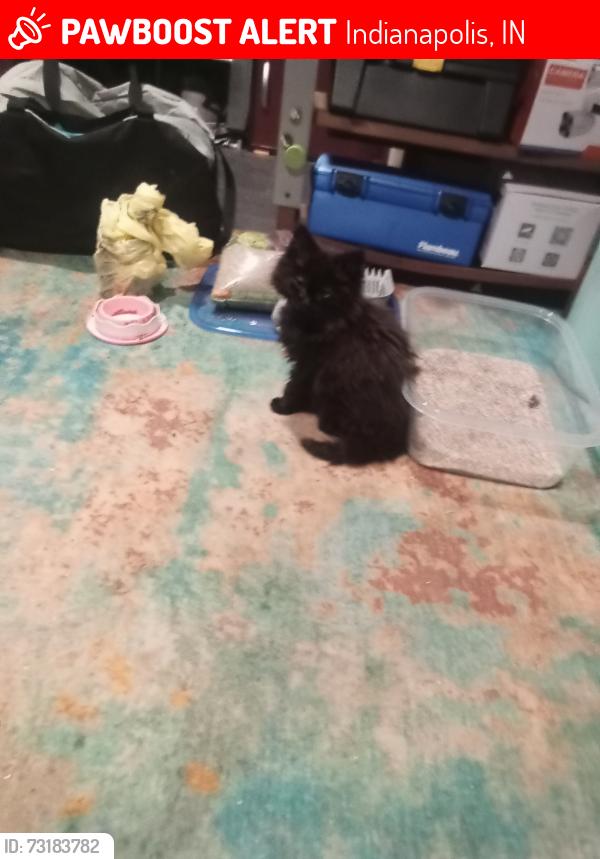 Lost Female Cat last seen Keystone and Pleasant Run, Indianapolis, IN 46203