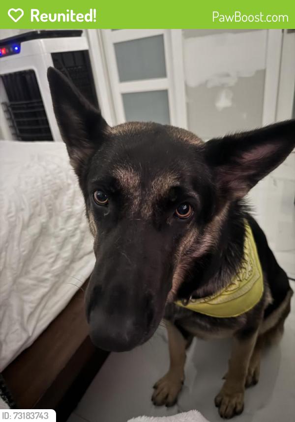 Reunited Female Dog last seen Near W 32nd St, Hialeah, FL 33012, USA, Hialeah, FL 33012