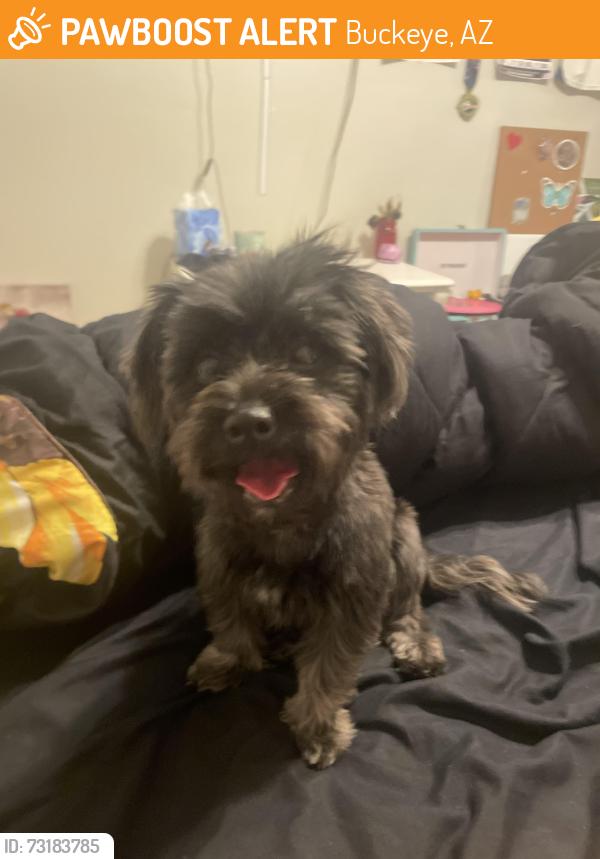 Found/Stray Female Dog last seen 260th and Elwood, Buckeye, AZ 85326