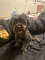 Found/Stray Female Dog last seen 260th and Elwood, Buckeye, AZ 85326