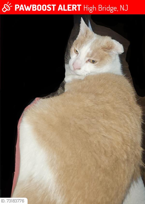 Lost Male Cat last seen DEWY AVE WOODS AND ARCH STREET HIGH BRIDGE NJ, High Bridge, NJ 08829