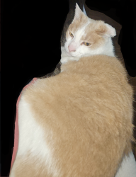 Lost Male Cat last seen DEWY AVE WOODS AND ARCH STREET HIGH BRIDGE NJ, High Bridge, NJ 08829