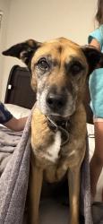 Reunited Female Dog last seen Near SW 284th St, hmstd, FL 33033, USA, Homestead, FL 33033