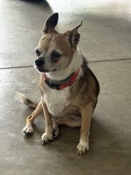Reunited Unknown Dog last seen Near Flourville Rd, Johnson City, TN 37615, USA, Johnson City, TN 37615