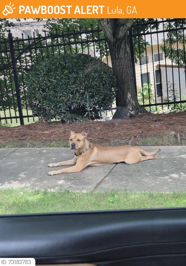 Found/Stray Male Dog last seen 553-557 Rock Springs Rd - https://maps.app.goo.gl/hFCgvSxCFmtTSndWA?g_st=akt, Lula, GA 30554