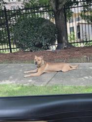 Found/Stray Male Dog last seen 553-557 Rock Springs Rd - https://maps.app.goo.gl/hFCgvSxCFmtTSndWA?g_st=akt, Lula, GA 30554