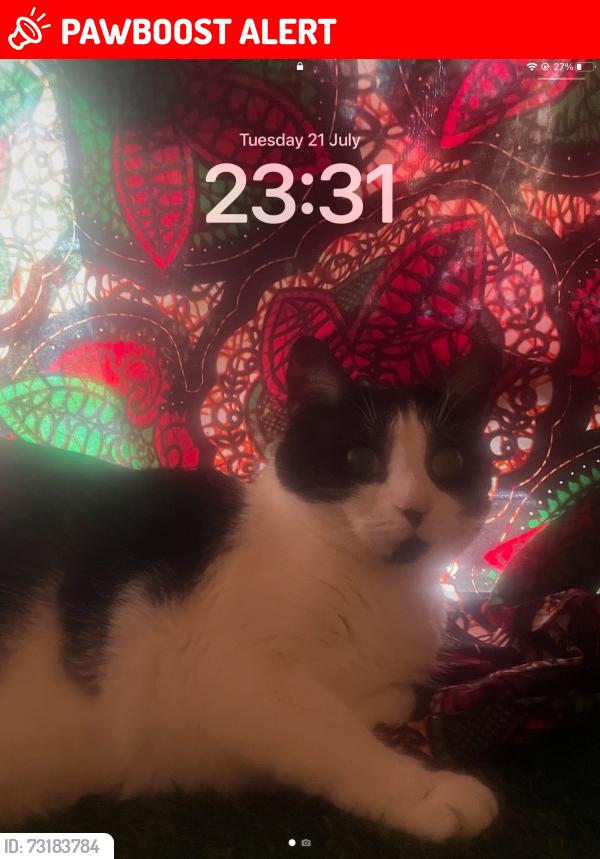 Lost Female Cat last seen Ildertonroqd, Greater London, England 