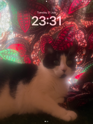 Lost Female Cat last seen Ildertonroqd, Greater London, England 