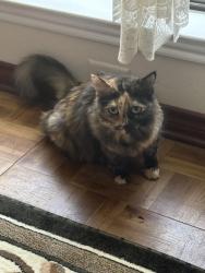 Reunited Female Cat last seen Bronco Ln, and Lookout Trl, Plano, TX 75023