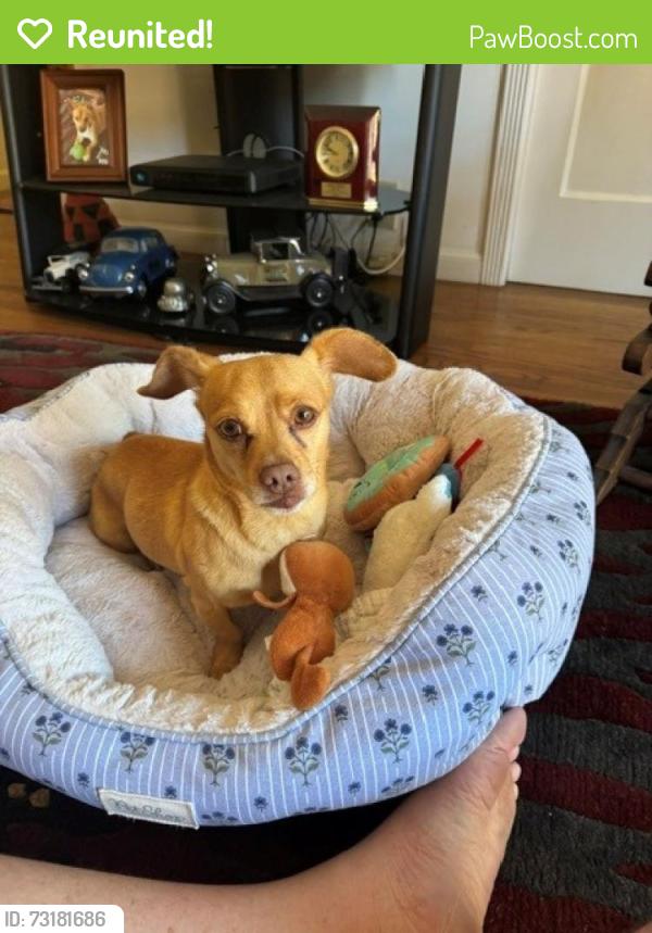 Reunited Male Dog last seen Winchester and forest, San Jose, CA 95128