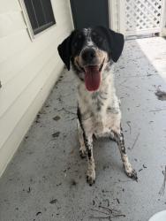 Reunited Male Dog last seen Dunwoody Ridge apmts, Sandy Springs, GA 30346