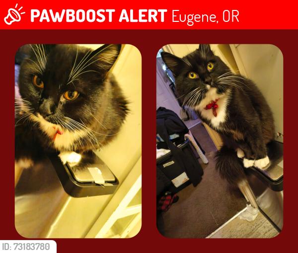 Lost Male Cat last seen Barger and echo hollow, Eugene, OR 97402