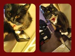 Lost Male Cat last seen Barger and echo hollow, Eugene, OR 97402