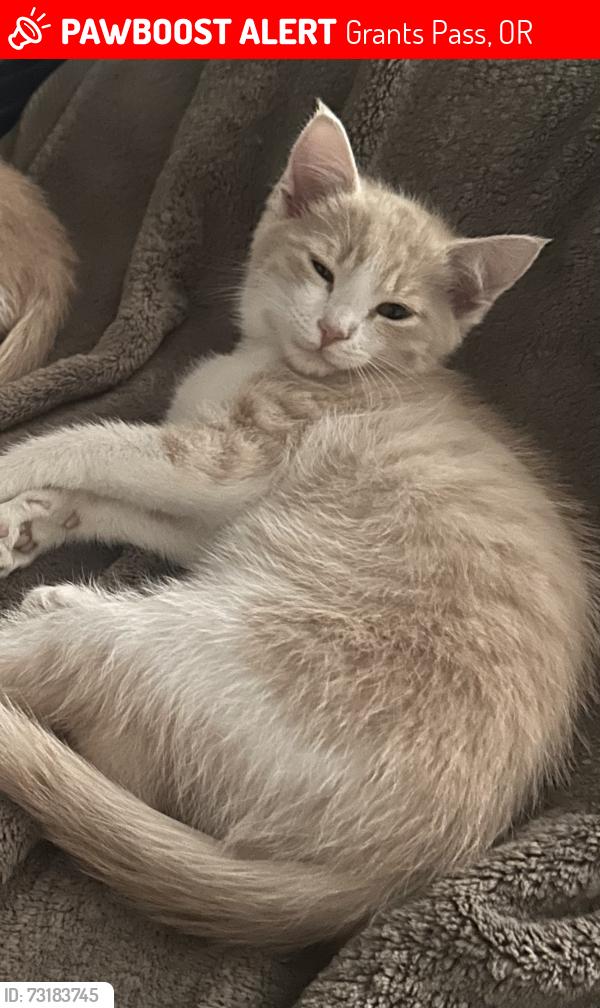 Lost Male Cat last seen Parkdale/Cloverlawn, Grants Pass, OR 97527