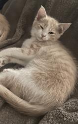 Lost Male Cat last seen Parkdale/Cloverlawn, Grants Pass, OR 97527