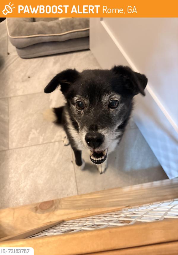 Found/Stray Female Dog last seen Wayside Rd and Mango Rd, Rome, GA 30161