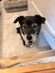 Found/Stray Female Dog last seen Wayside Rd and Mango Rd, Rome, GA 30161
