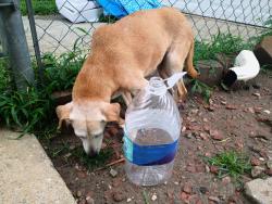 Found/Stray Female Dog last seen Phoenix drive, Greensboro, NC 27406