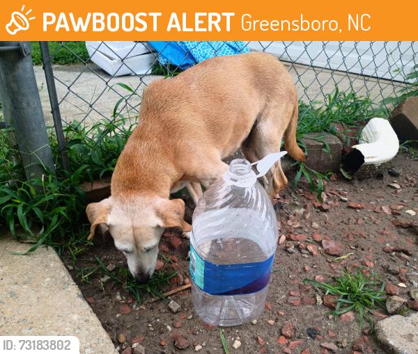 Found/Stray Female Dog last seen Phoenix drive, Greensboro, NC 27406