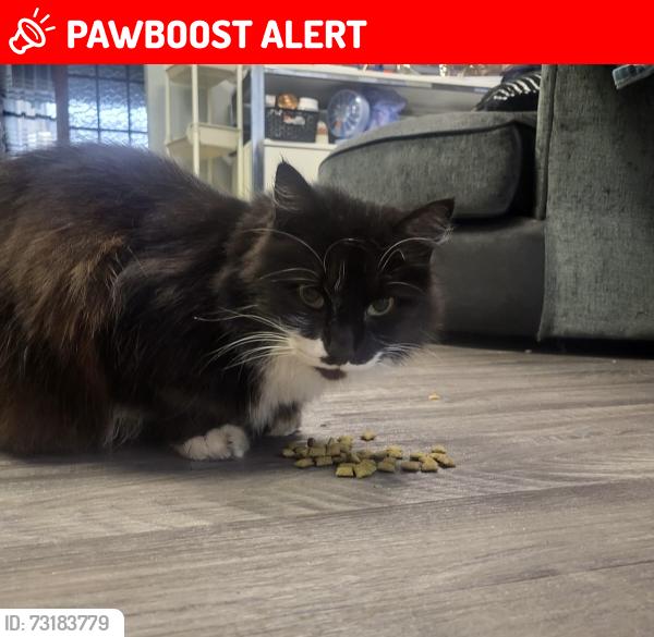 Lost Male Cat last seen Mill Green, Essex, England SS13 3PB
