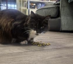 Lost Male Cat last seen Mill Green, Essex, England SS13 3PB
