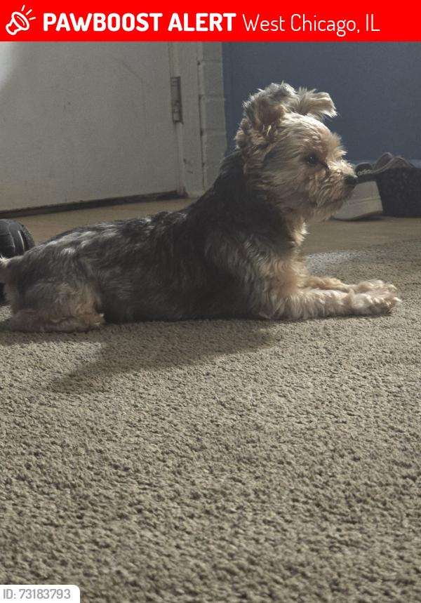 Lost Male Dog last seen Reed Kappler Park, Main Street, West Chicago, IL 60185