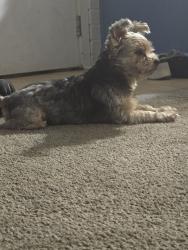 Lost Male Dog last seen Reed Kappler Park, Main Street, West Chicago, IL 60185