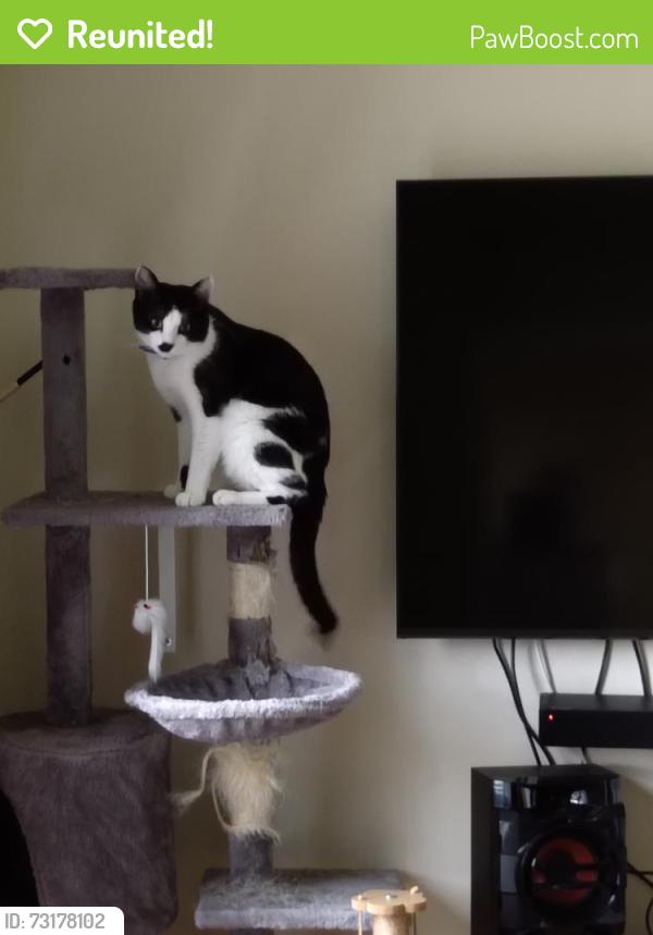 Reunited Male Cat last seen Sheddocksley sports centre, Aberdeen City, Scotland AB16 6PT