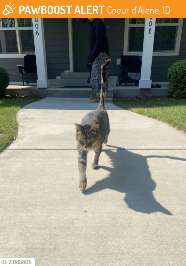 Found/Stray Unknown Cat last seen Garden & 10th, Coeur d'Alene, ID 83814