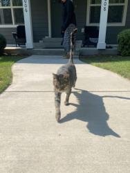 Found/Stray Unknown Cat last seen Garden & 10th, Coeur d'Alene, ID 83814