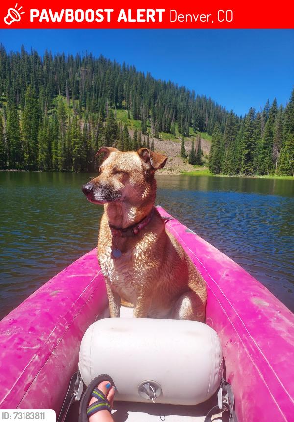 Lost Female Dog last seen Bails st, Denver, CO 80222