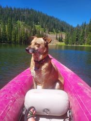 Lost Female Dog last seen Bails st, Denver, CO 80222