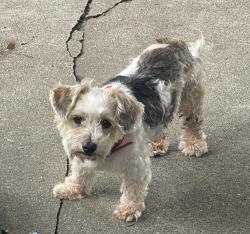 Reunited Male Dog last seen Tacos Puro Jalisco, Pomona, CA 91766