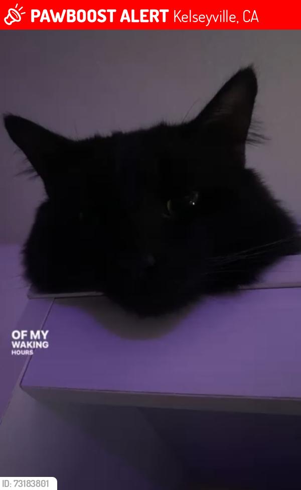 Lost Male Cat last seen On Lillian Dr, Kelseyville, CA 95451