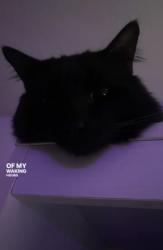 Lost Male Cat last seen On Lillian Dr, Kelseyville, CA 95451