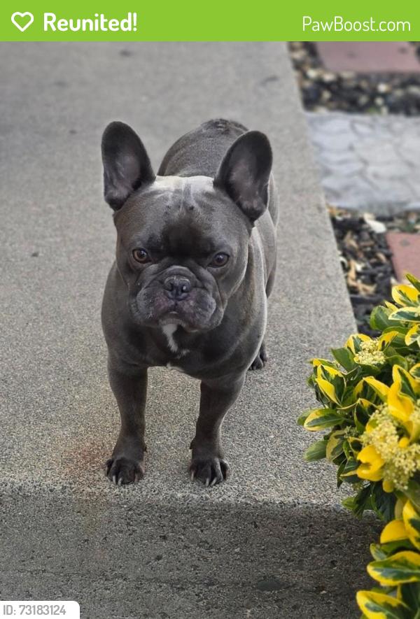 Reunited Male Dog last seen El camino, Sacramento, CA 95825