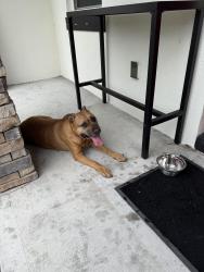 Reunited Male Dog last seen Wing rd SW and Watoga Ave. Palm Bay, FL 32908, Palm Bay, FL 32907