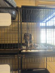Reunited Female Dog last seen Inslee Pl., Elizabeth, NJ 07206