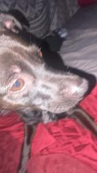 Reunited Male Dog last seen Briar Patch store, Campobello, SC 29322