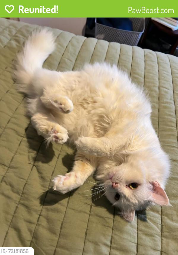 Reunited Female Cat last seen Stonebridge and Rock Garden Circle, Winston-Salem, NC 27104