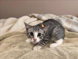 Shelter Stray Male Cat last seen , 957 N Gaffey St, San Pedro, CA 90731, USA